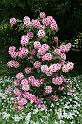 Open Gardens 2007